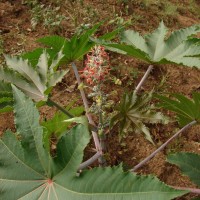 Ricinus communis L.